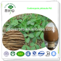 100% pure natural codonopsis extract